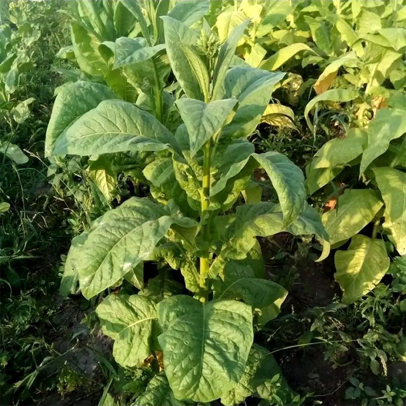 Tobacco seeds - Kentucky Burley - 100