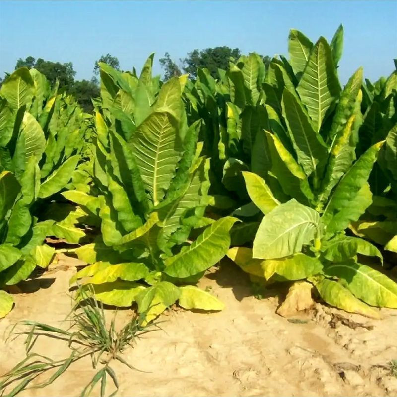 Tobacco seeds - Kentucky Burley - 100