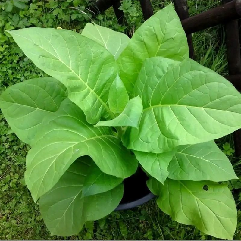 Tobacco seeds - Kentucky Burley - 100
