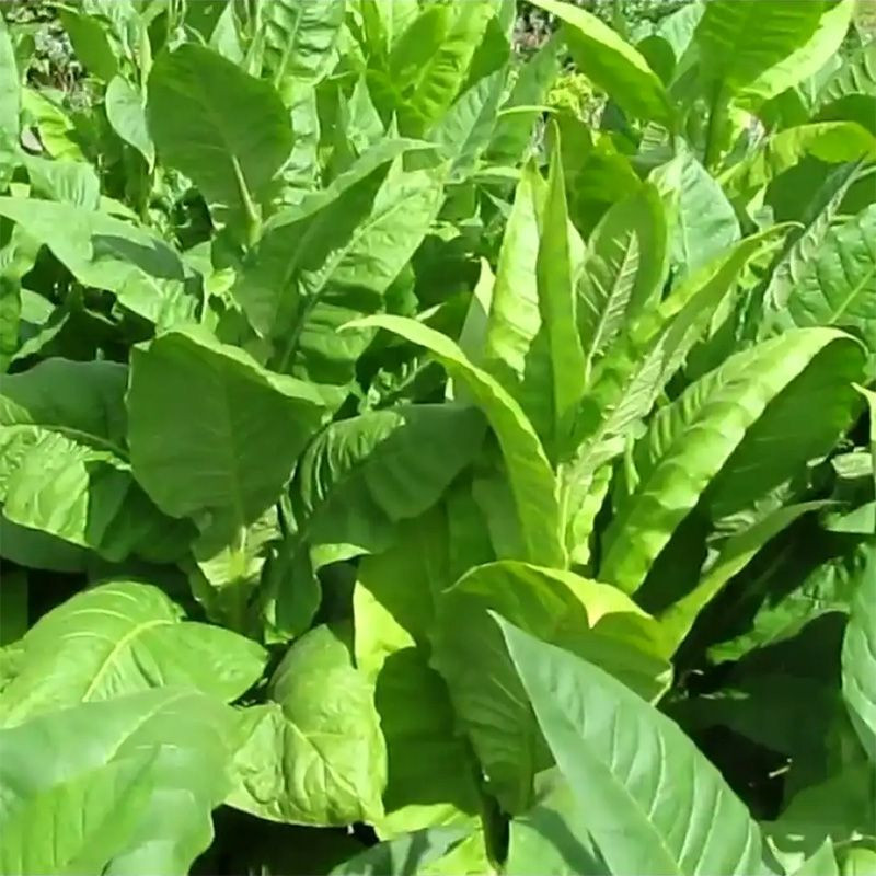 Tobacco seeds - Kentucky Burley - 100