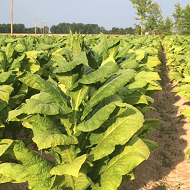 Tobacco seeds - Kentucky Burley - 100