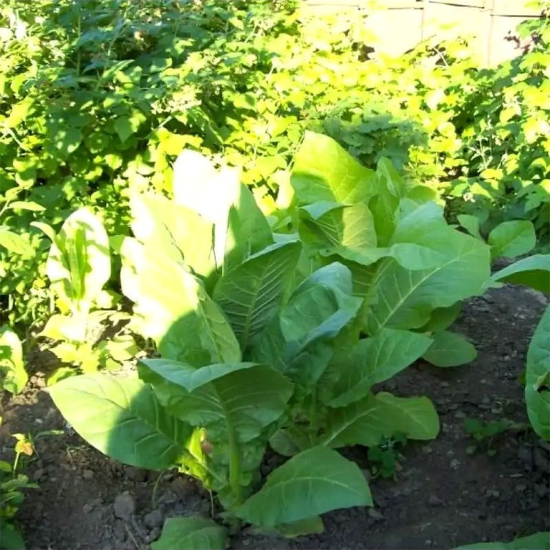 Tobacco seeds - Kentucky Burley - 100
