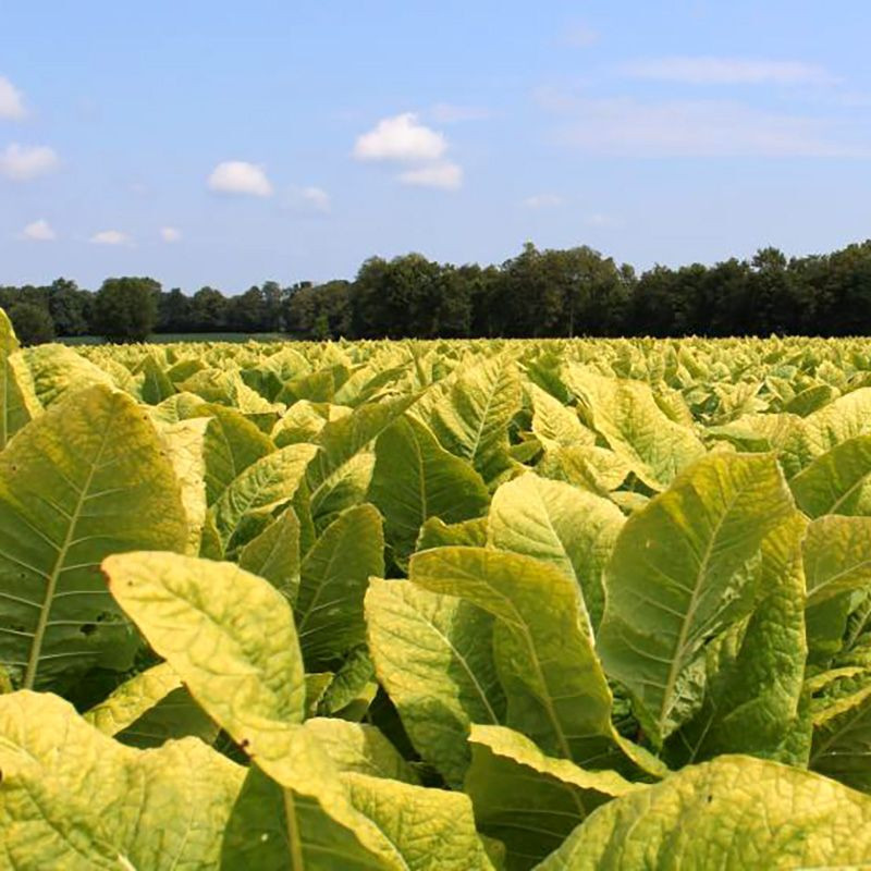 Tobacco seeds - Kentucky Burley - 100