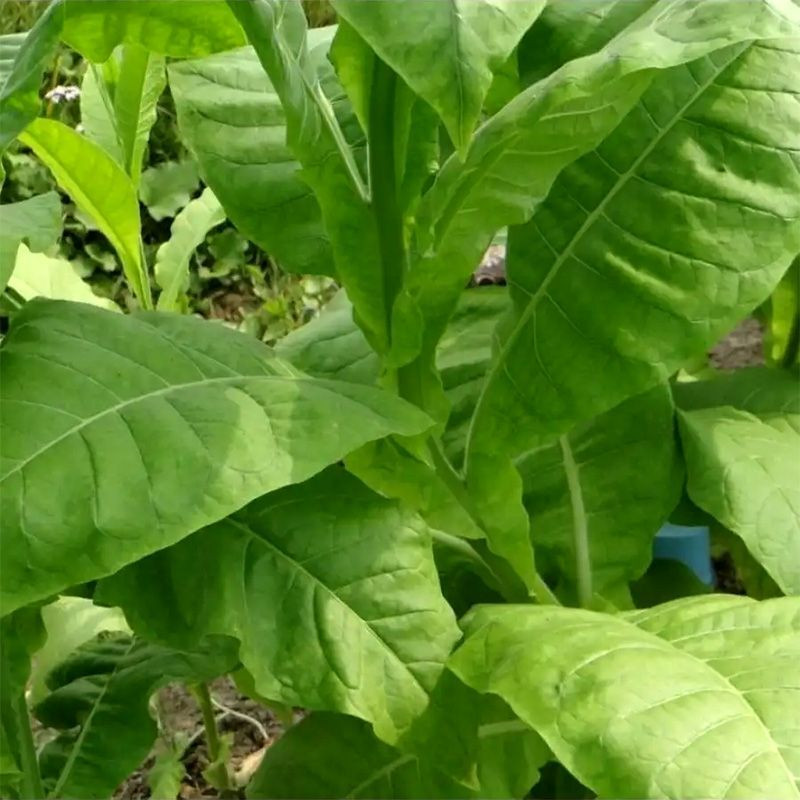 Tobacco seeds - Kentucky Burley - 100