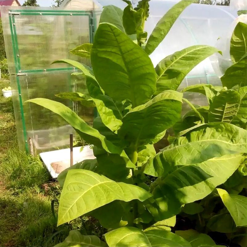 Tobacco seeds - Kentucky Burley - 100