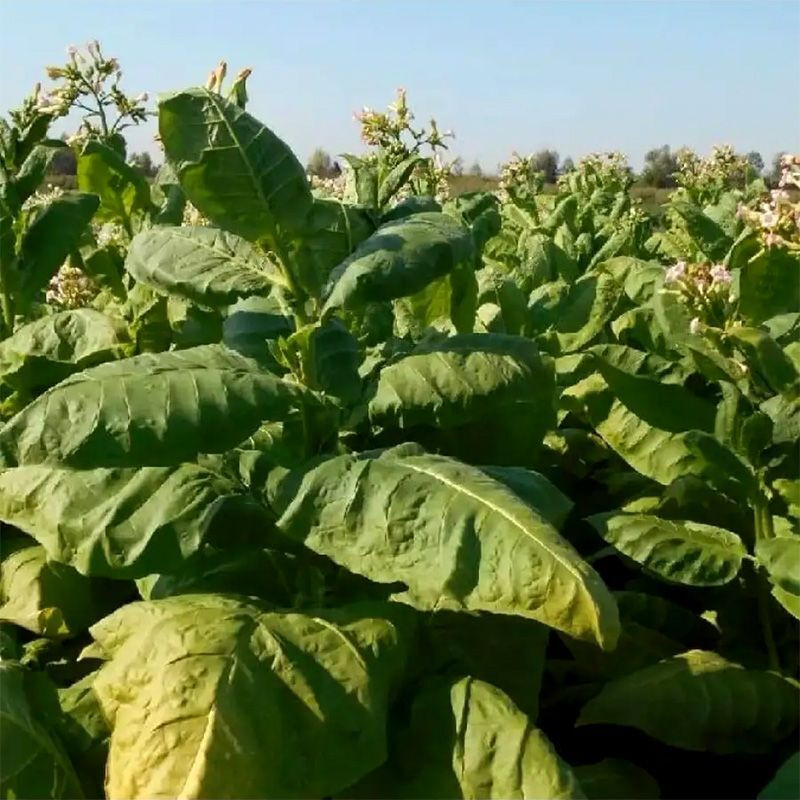 Tobacco seeds - Kentucky Burley - 100