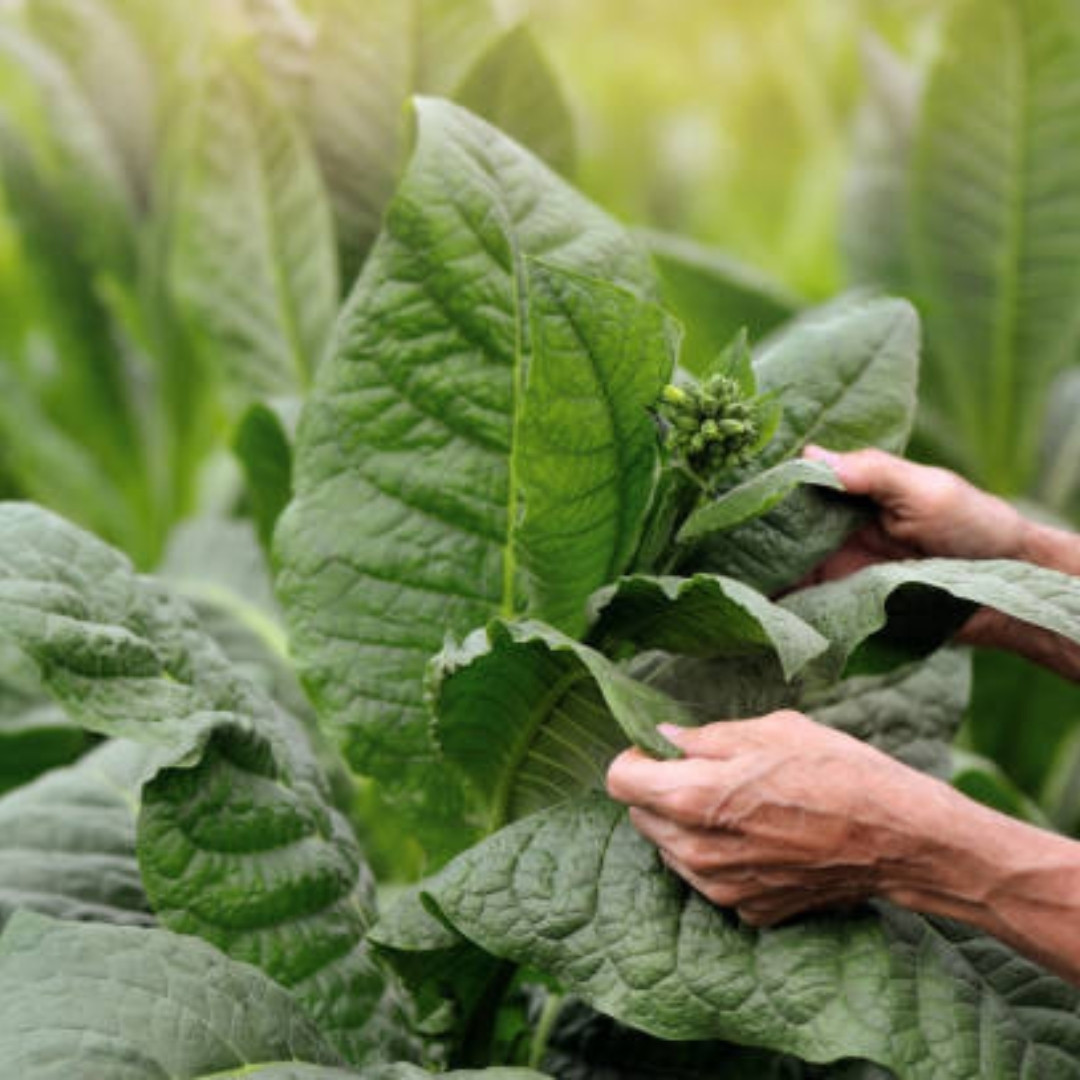 Tobacco Seeds Yellow Leaf 36 - 100