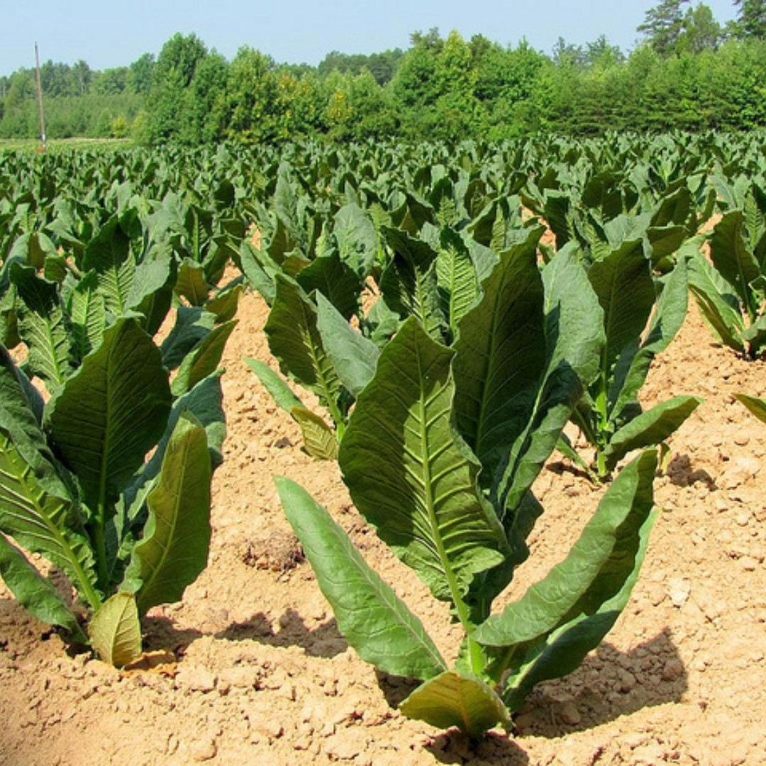 Tobacco Seeds Yellow Leaf 36 - 100
