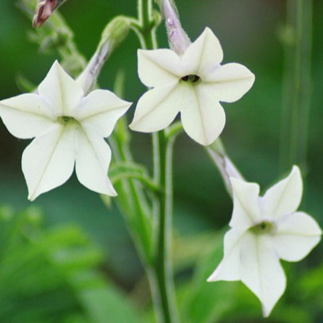 Tobacco Seeds Yellow Leaf 36 - 100