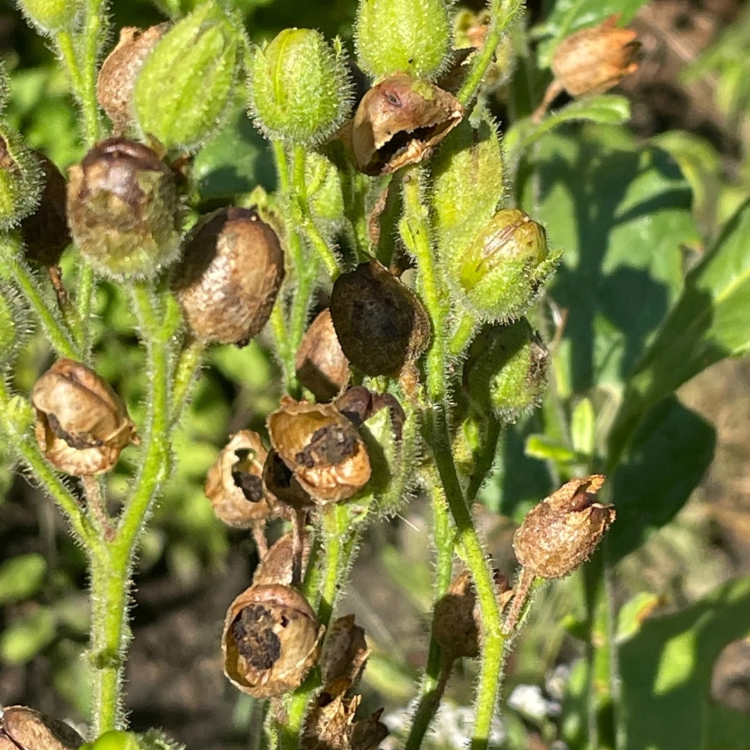 Tobacco Seeds Yellow Leaf 36 - 100