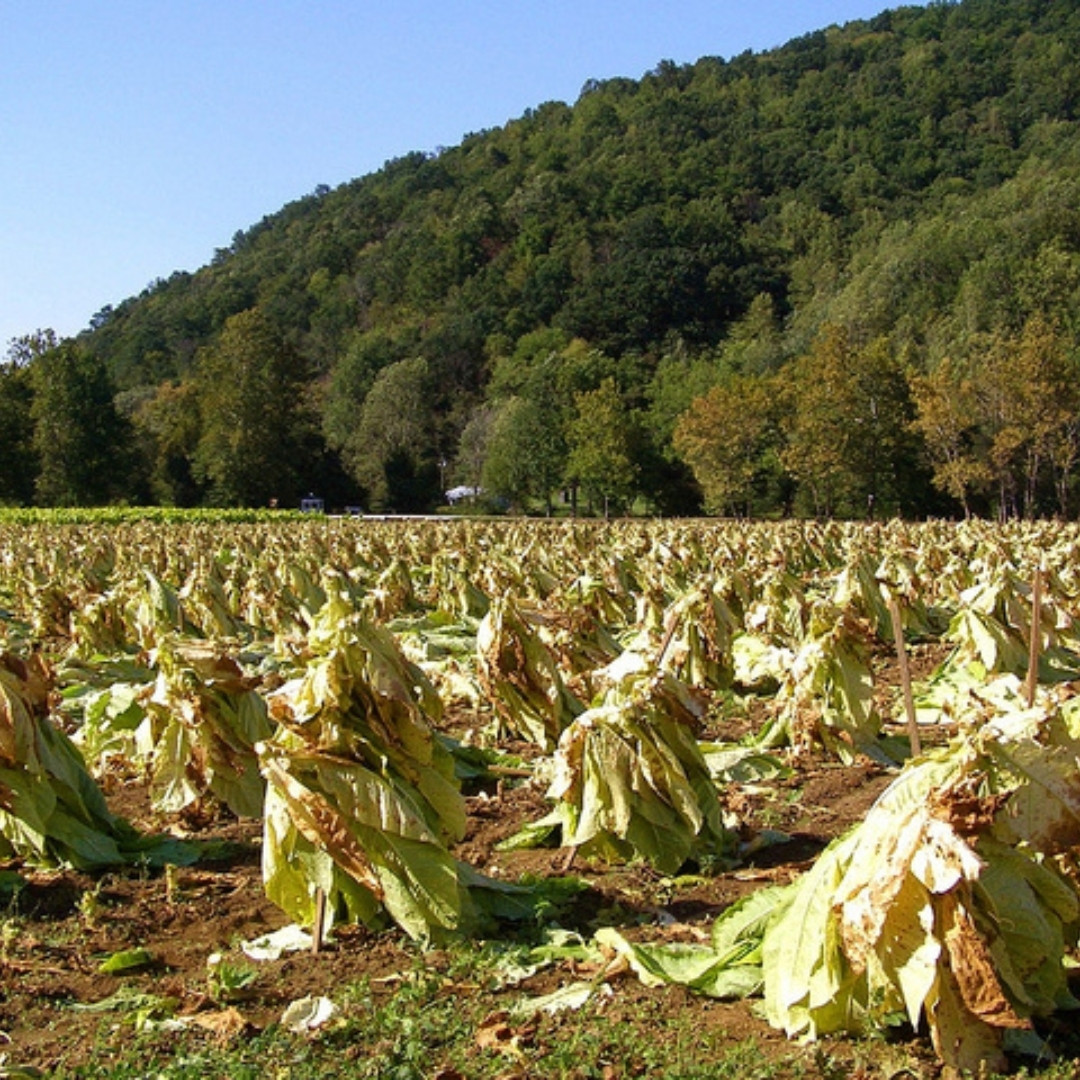 Tobacco Seeds Yellow Leaf 36 - 100