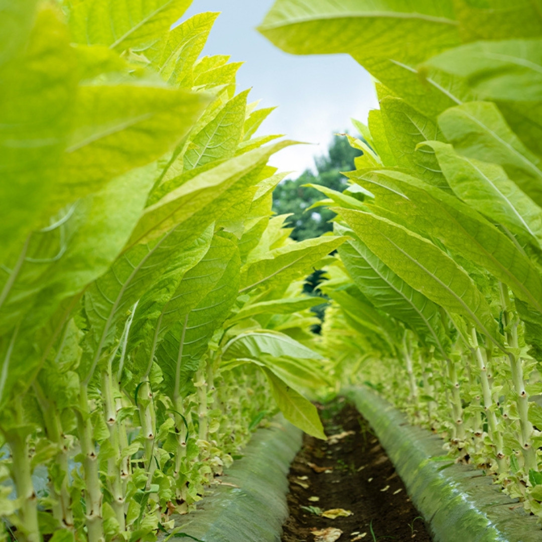 Tobacco Seeds Yellow Leaf 36 - 100
