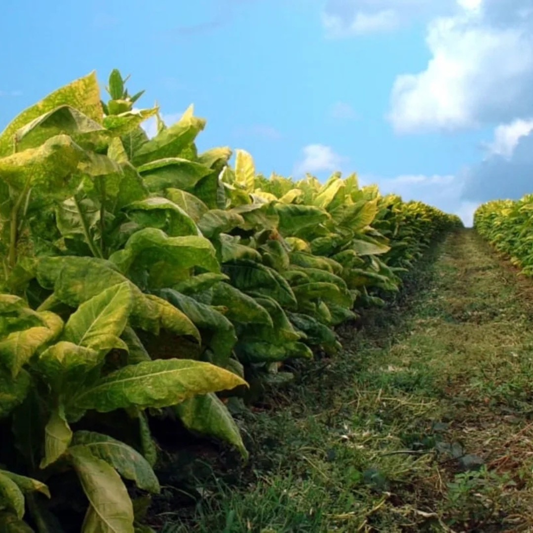 Tobacco Seeds Yellow Leaf 36 - 100