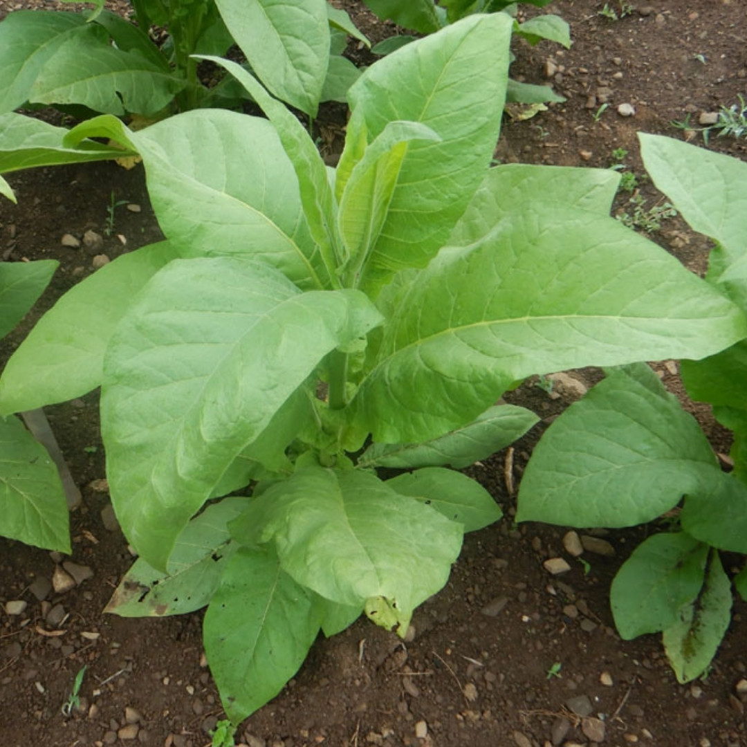 Tobacco Seeds Yellow Leaf 36 - 100