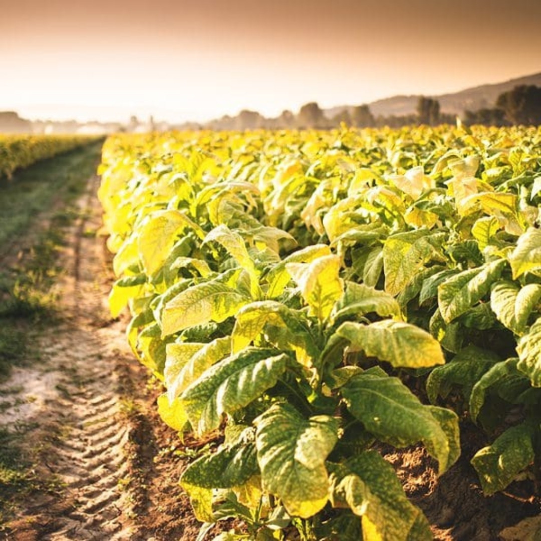 Tobacco Seeds Yellow Leaf 36 - 100