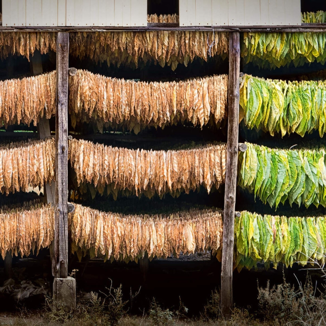 Tobacco Seeds Yellow Leaf 36 - 100