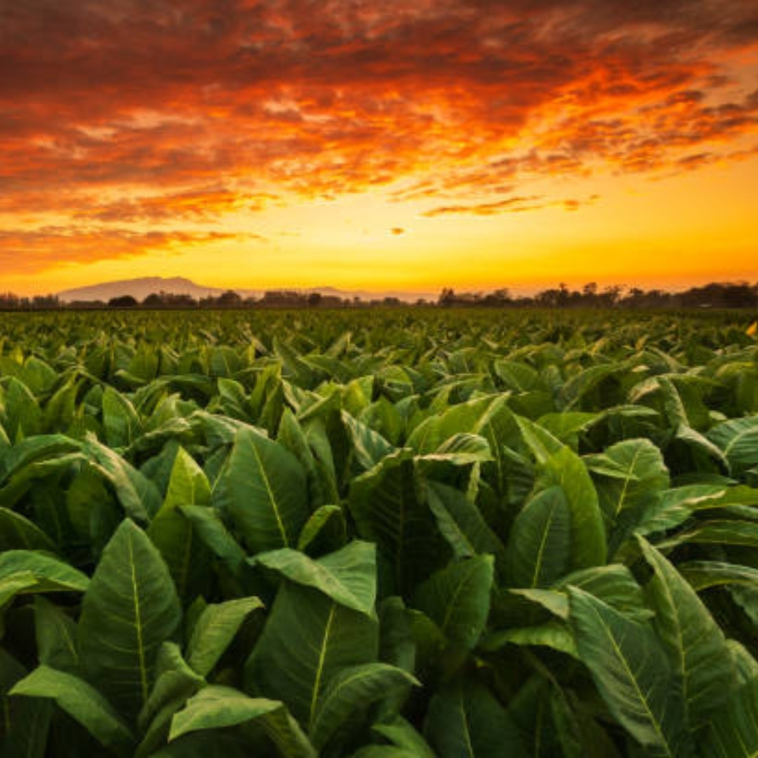 Tobacco Seeds Yellow Leaf 36 - 100