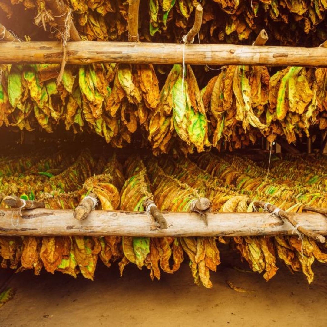 Tobacco Seeds Yellow Leaf 36 - 100