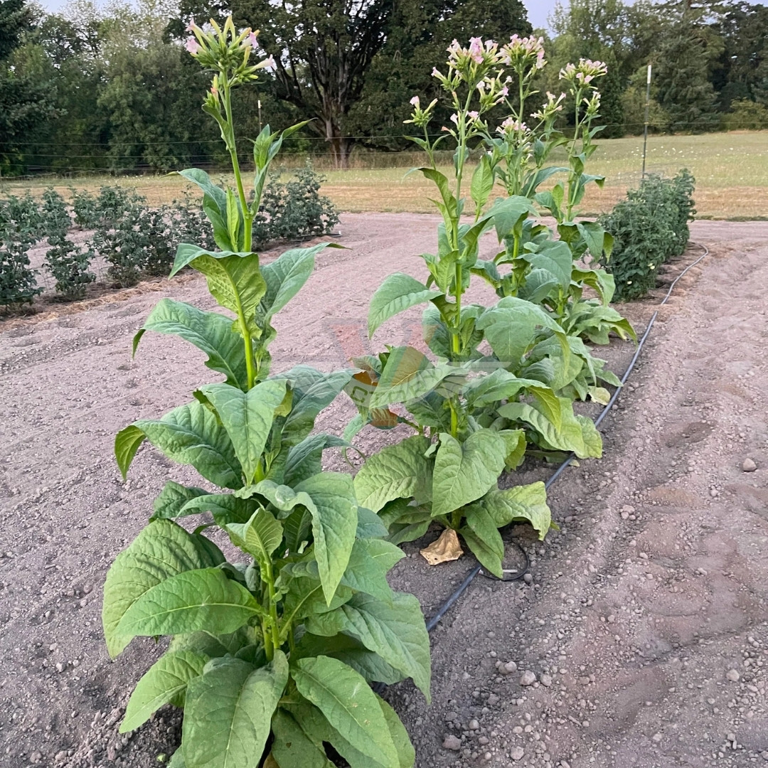 Tobacco Seeds Yellow Leaf 36 - 100