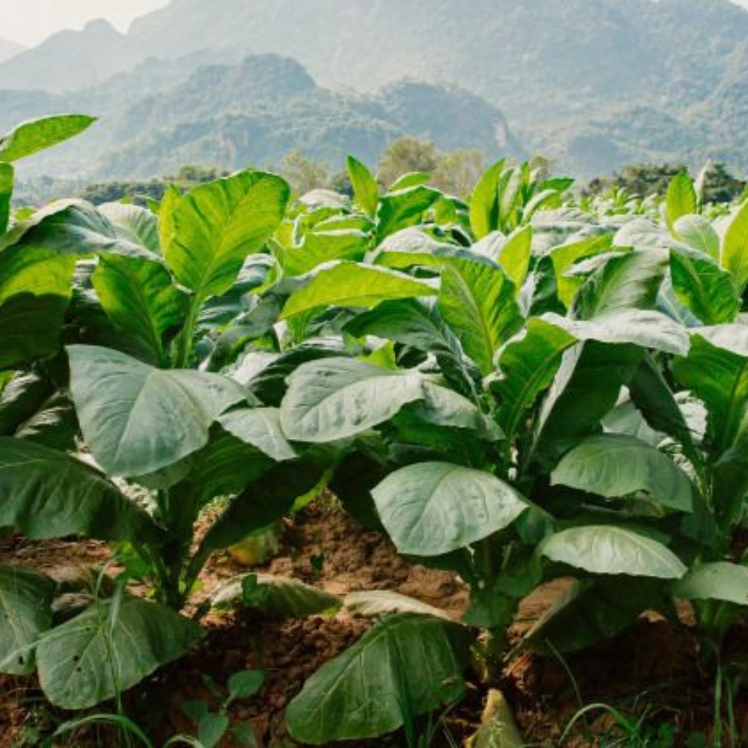 Tobacco Seeds Yellow Leaf 36 - 100
