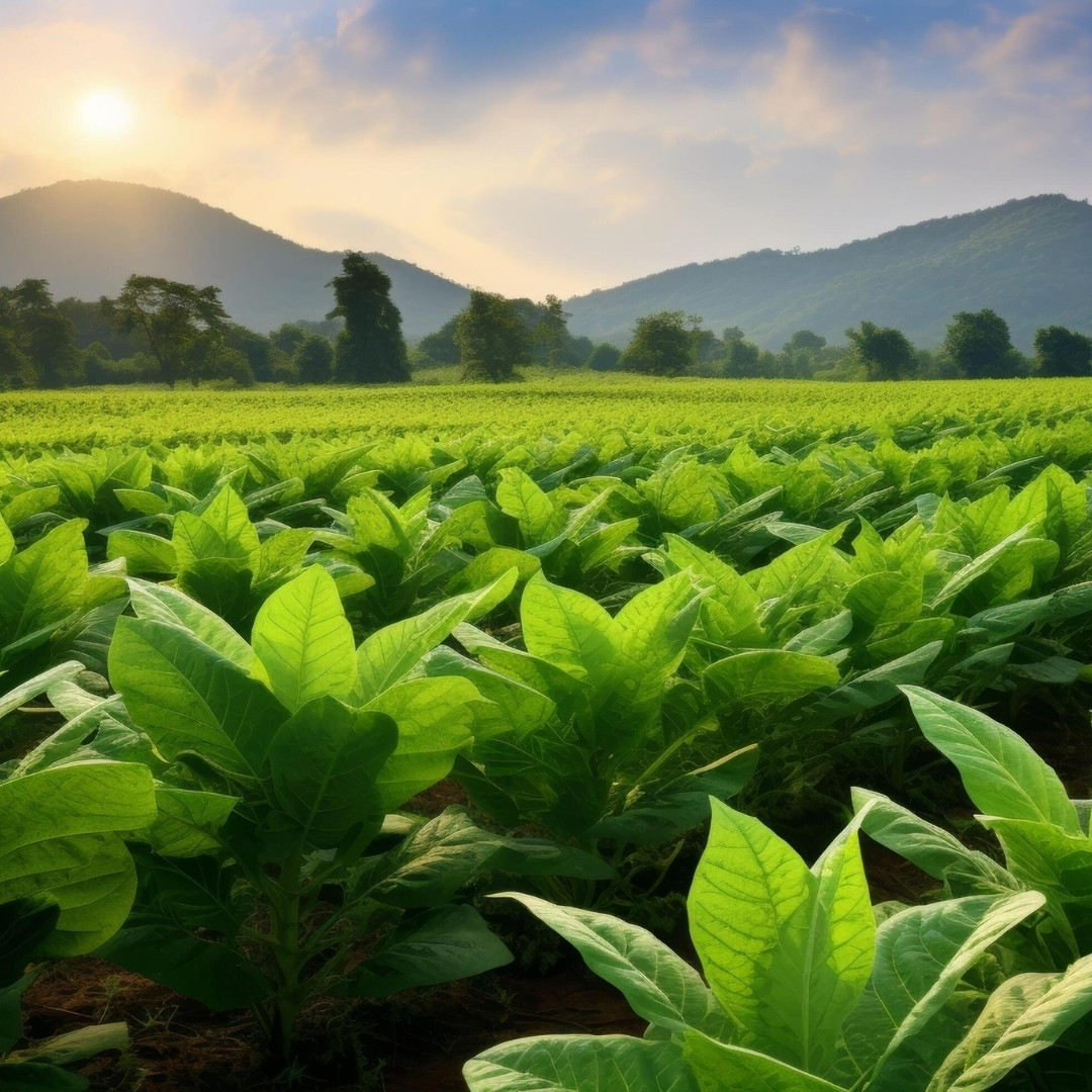 Tobacco Seeds Yellow Leaf 36 - 100