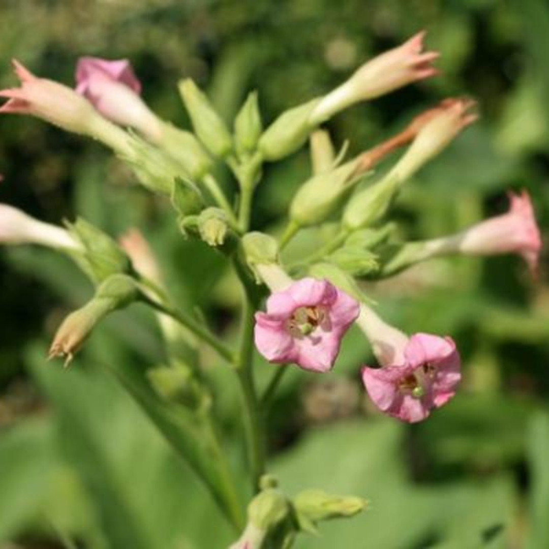 Tobacco Seeds Yellow Leaf 36 - 100