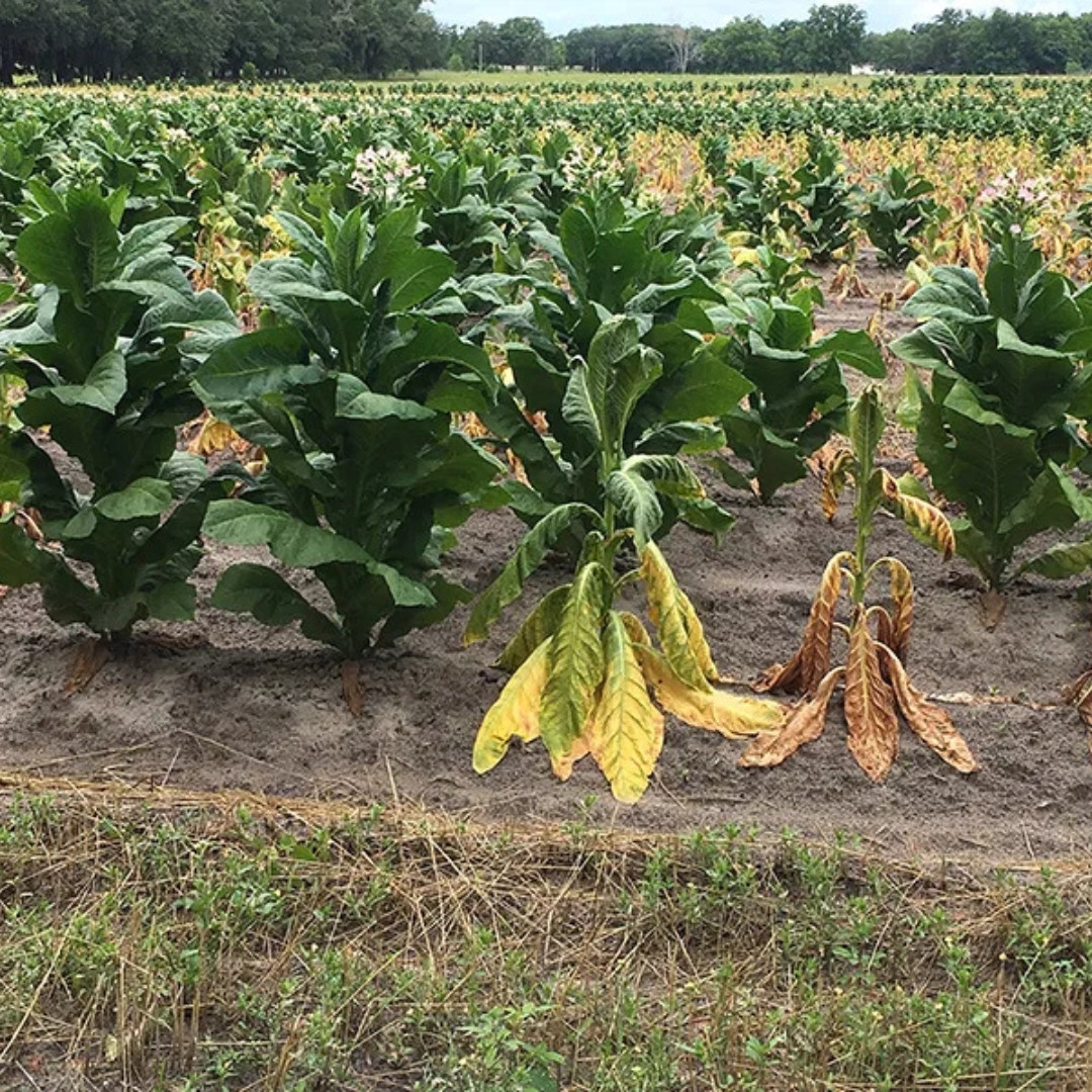 Tobacco Seeds Yellow Leaf 36 - 100