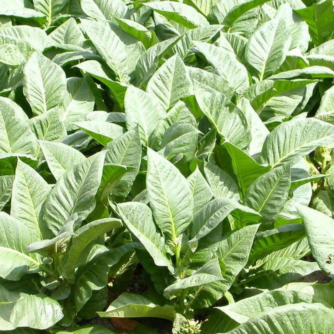 Tobacco Seeds Yellow Leaf 36 - 100