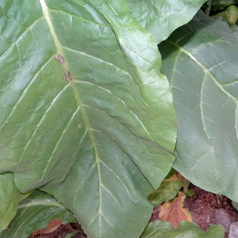Tobacco seeds Virginia - 300