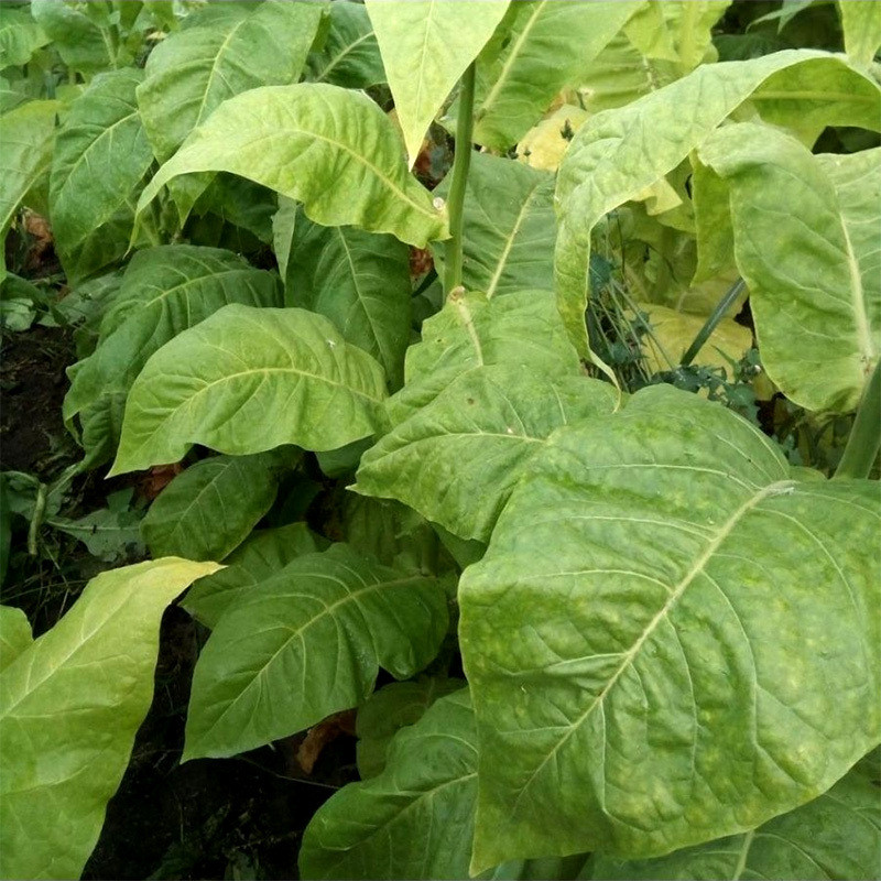 Tobacco seeds Virginia - 100