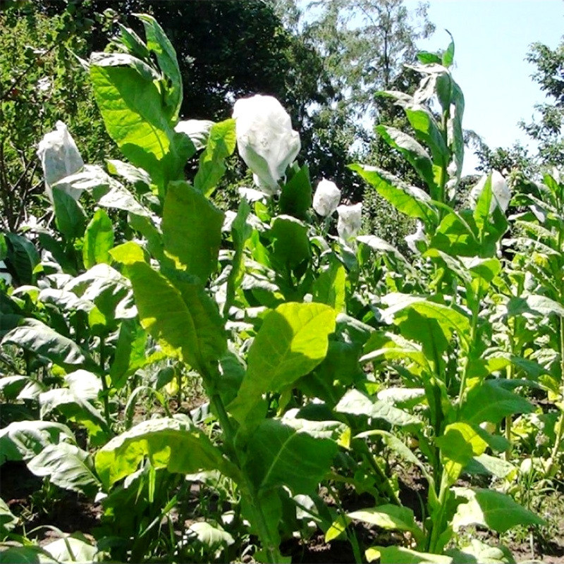 Tobacco seeds Virginia - 300