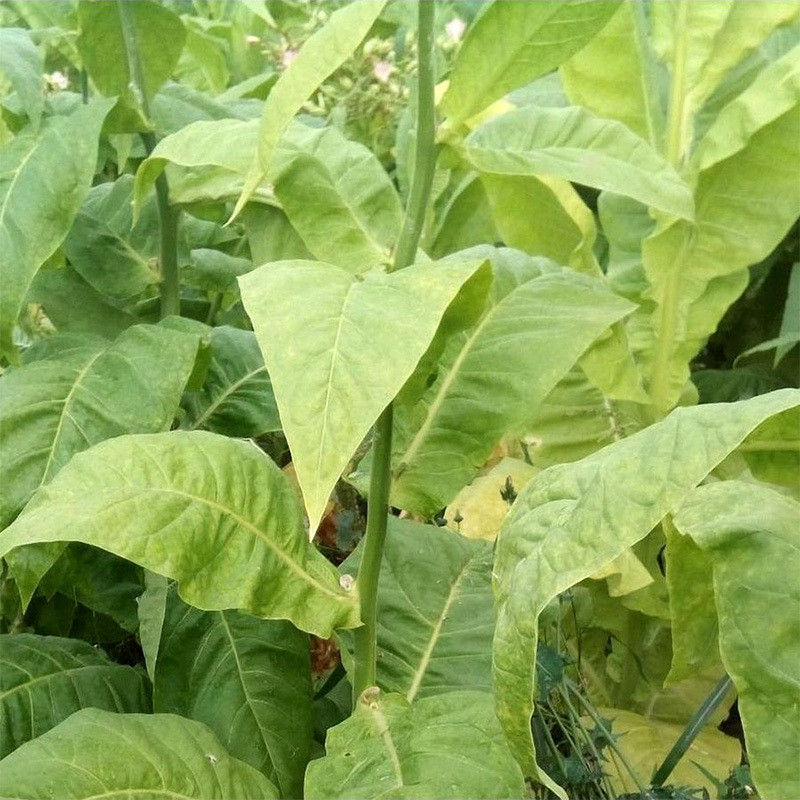 Tobacco seeds Virginia - 300