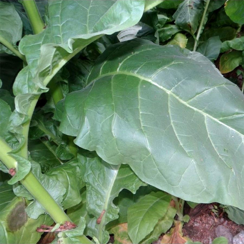 Tobacco seeds Virginia - 300