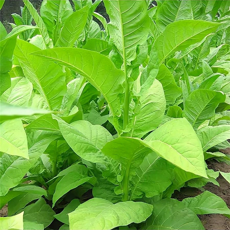 Tobacco seeds Virginia - 300