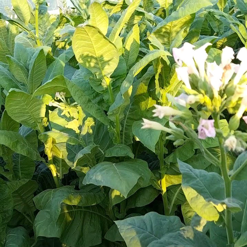 Tobacco seeds Virginia - 300