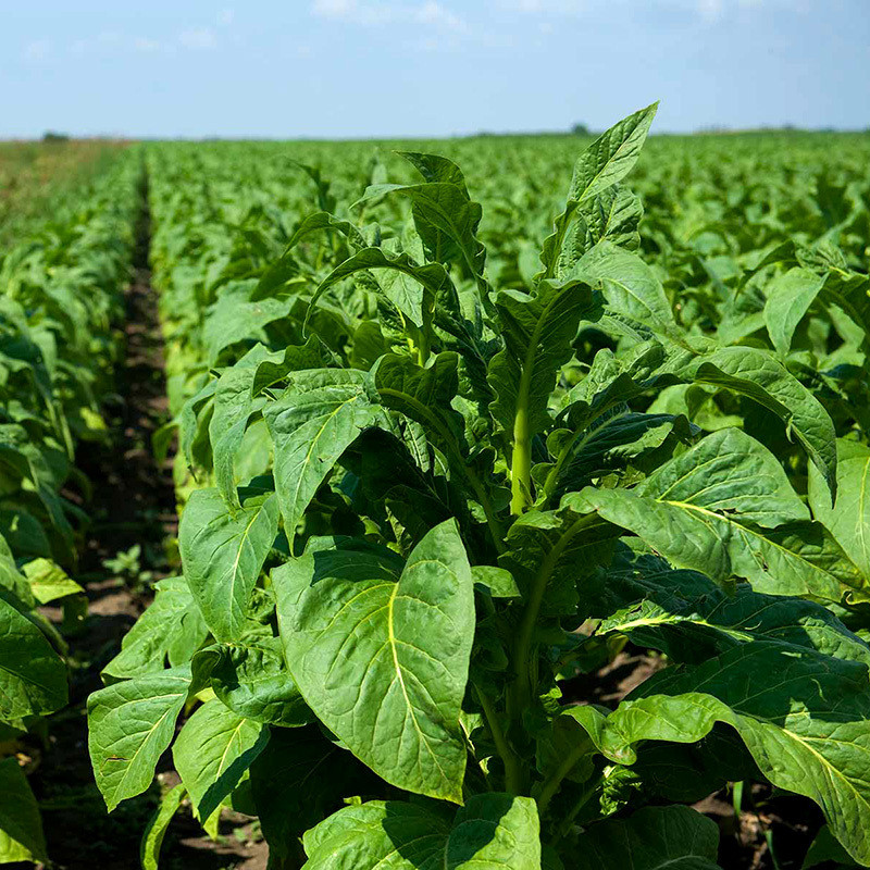 Tobacco seeds Virginia - 300