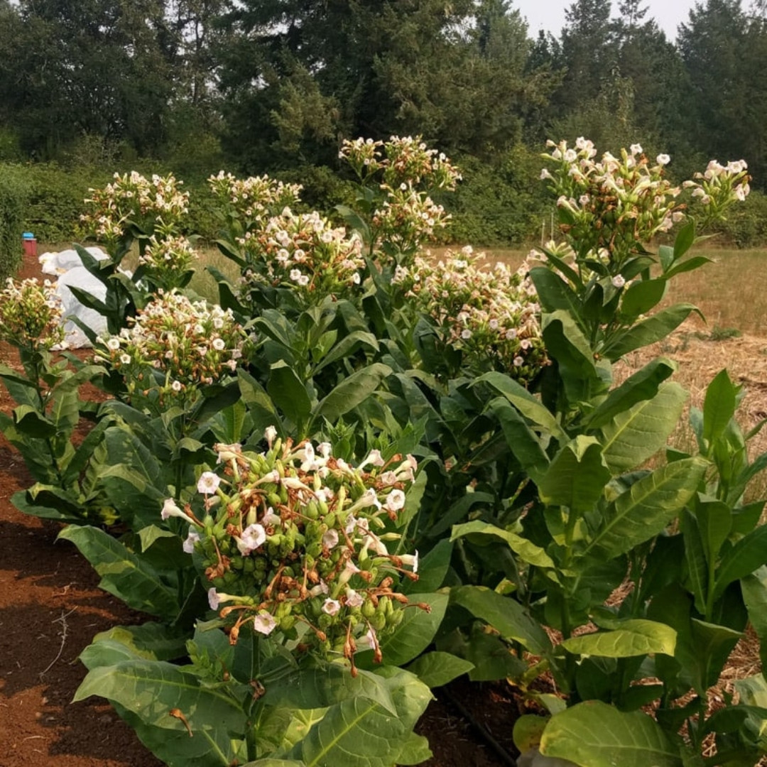 Tobacco Seeds Shag Bolshunova - 50