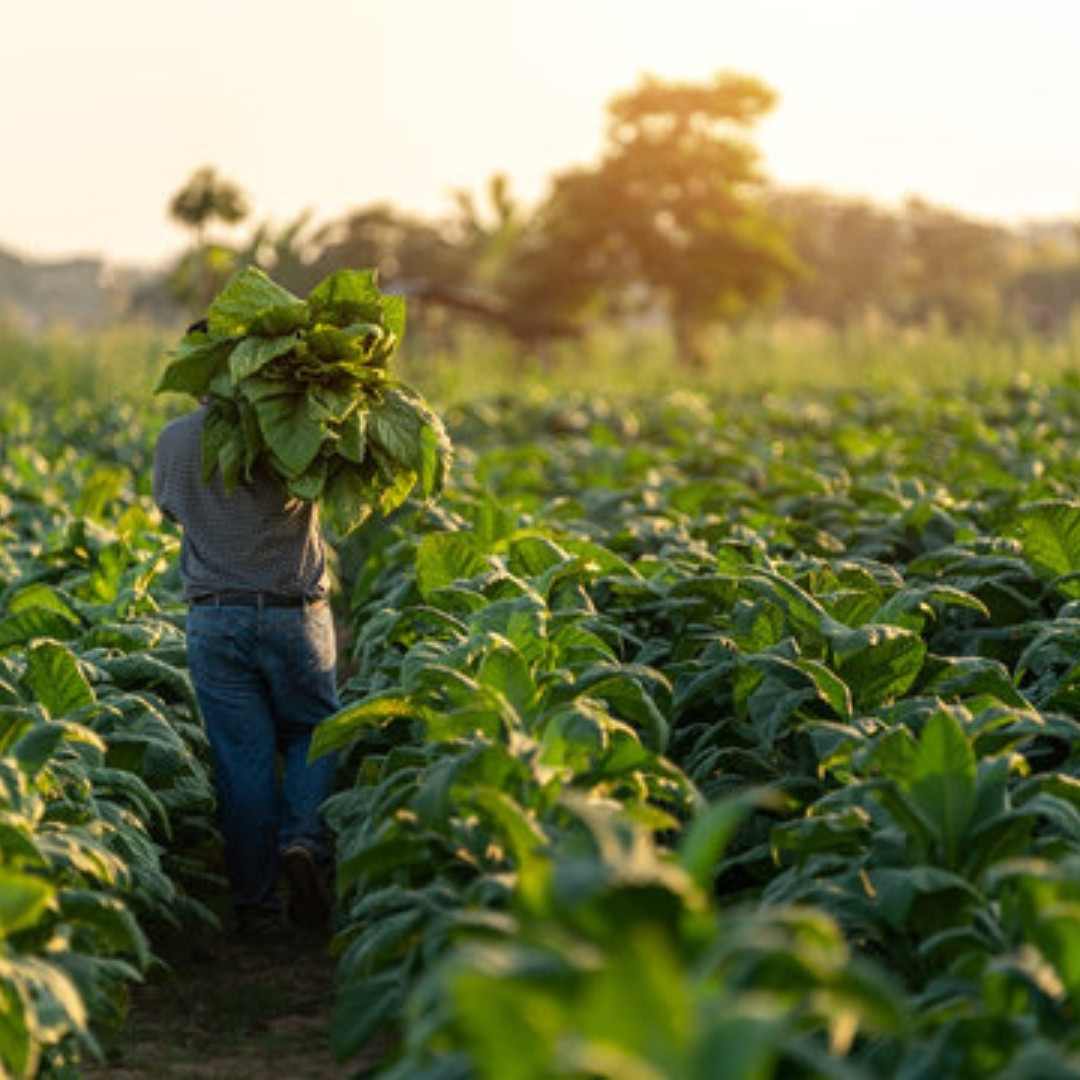 Tobacco Seeds Shag Bolshunova - 50