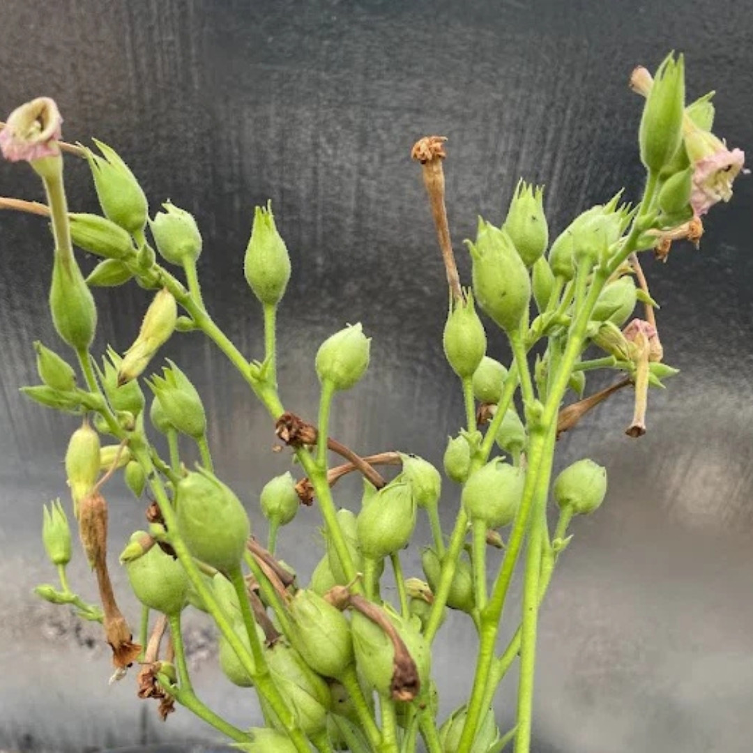 Tobacco Seeds Shag Bolshunova - 50