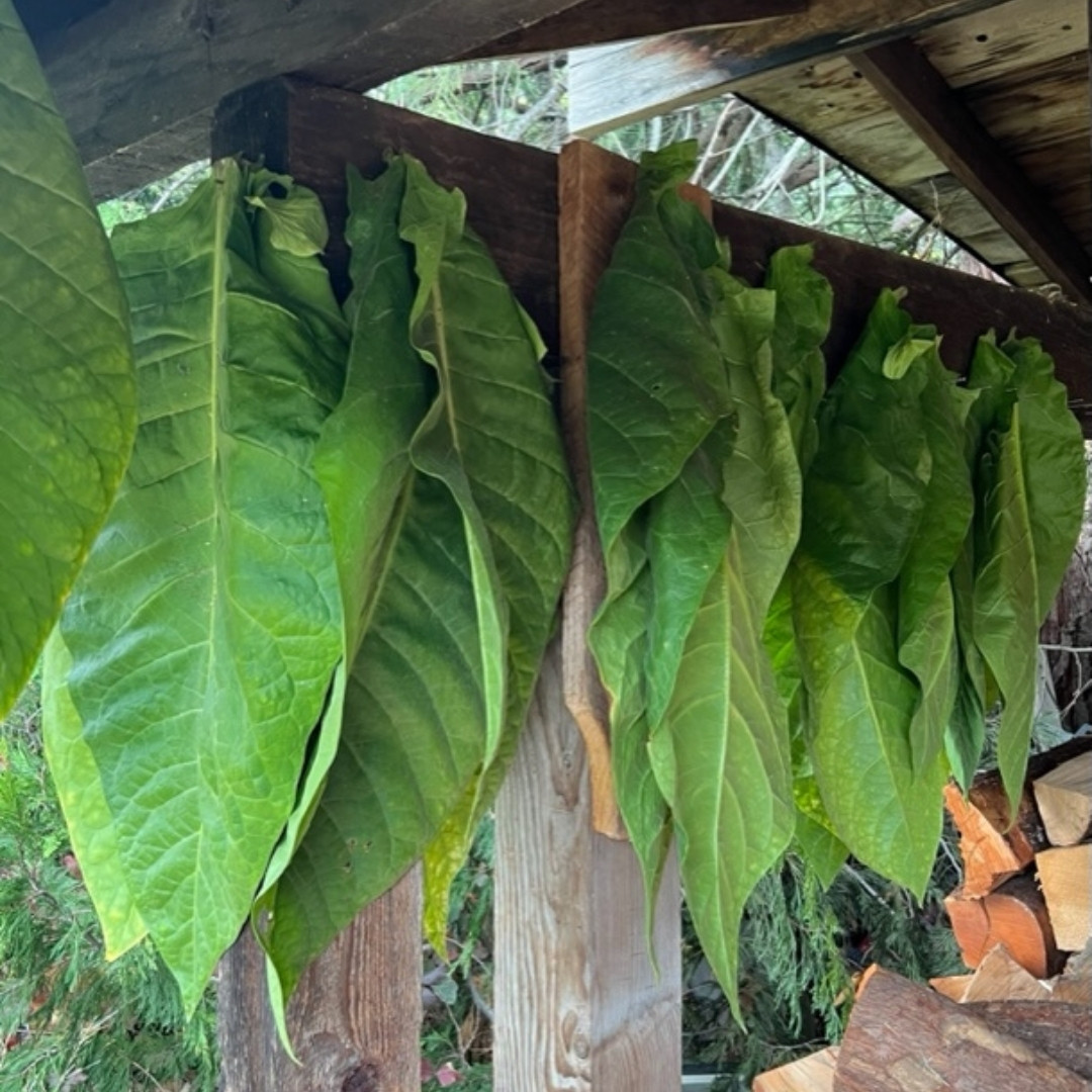 Tobacco Seeds Talgarsky - 100