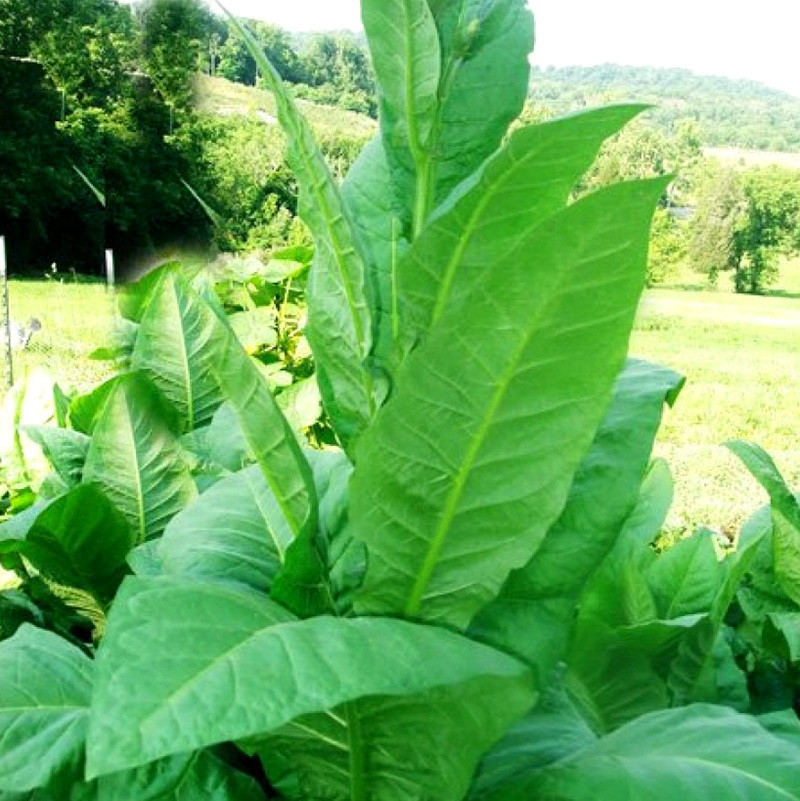 Tobacco seeds Greenwood - 100