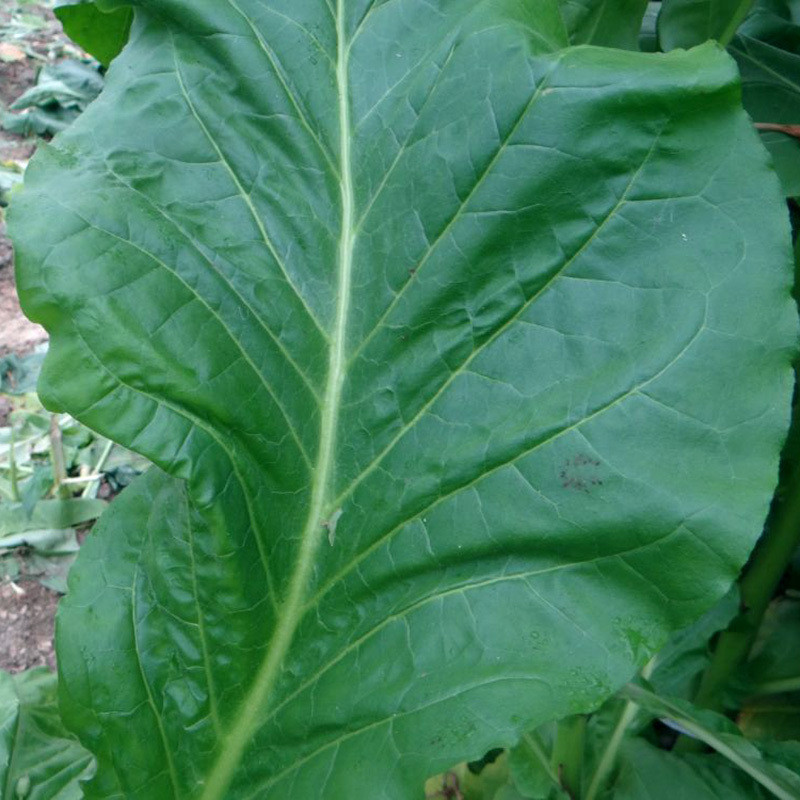 Tobacco seeds Greenwood - 100
