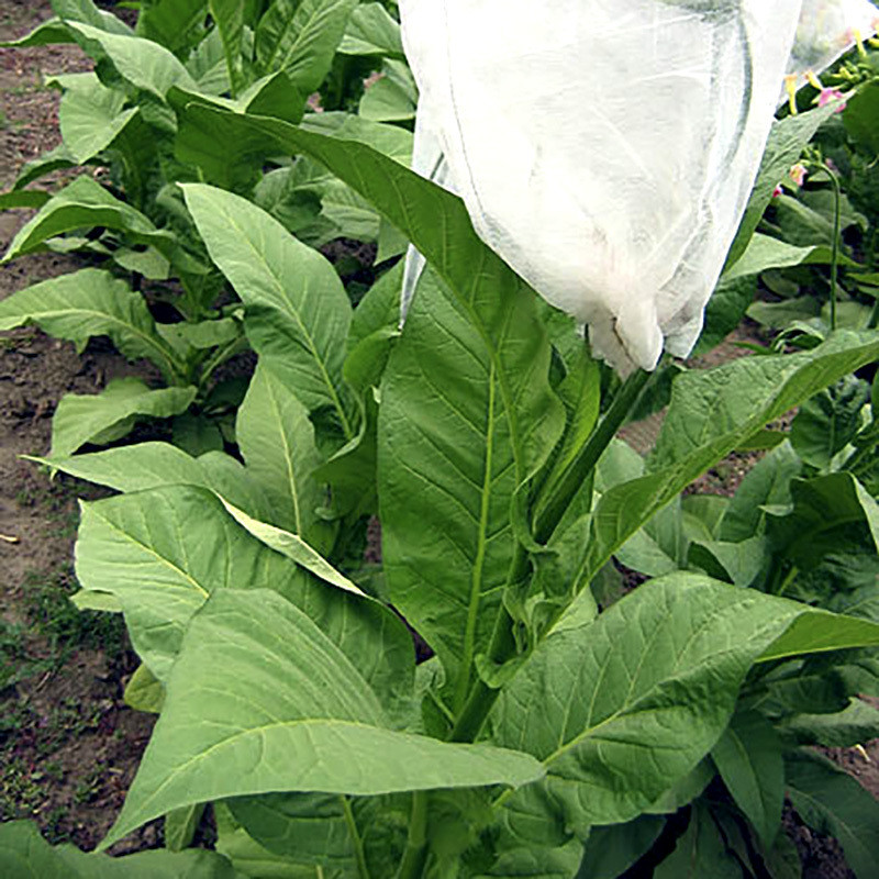 Tobacco seeds Greenwood - 100