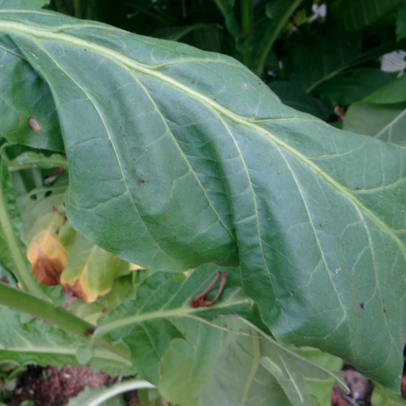Tobacco seeds Greenwood - 100