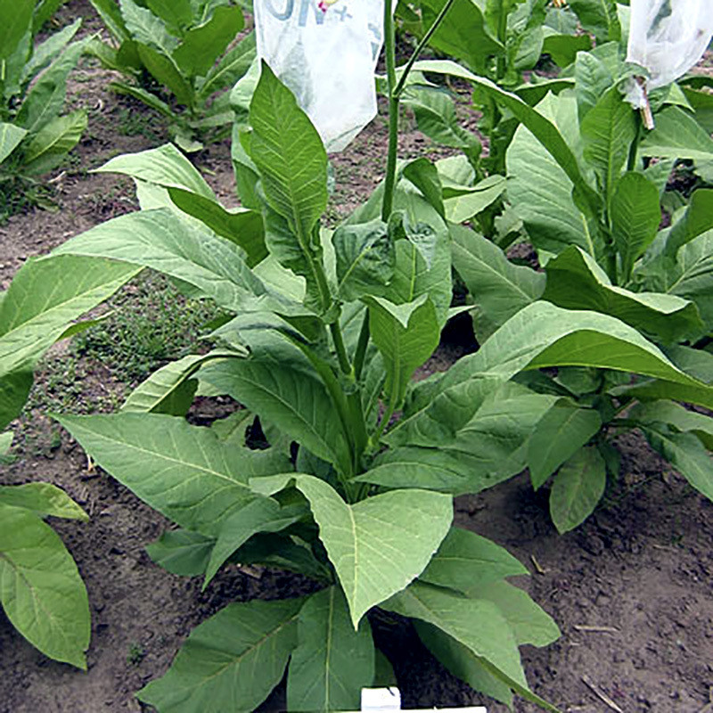 Tobacco seeds Greenwood - 100