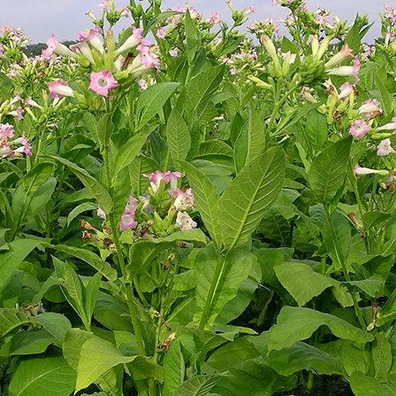 Tobacco seeds Greenwood - 100