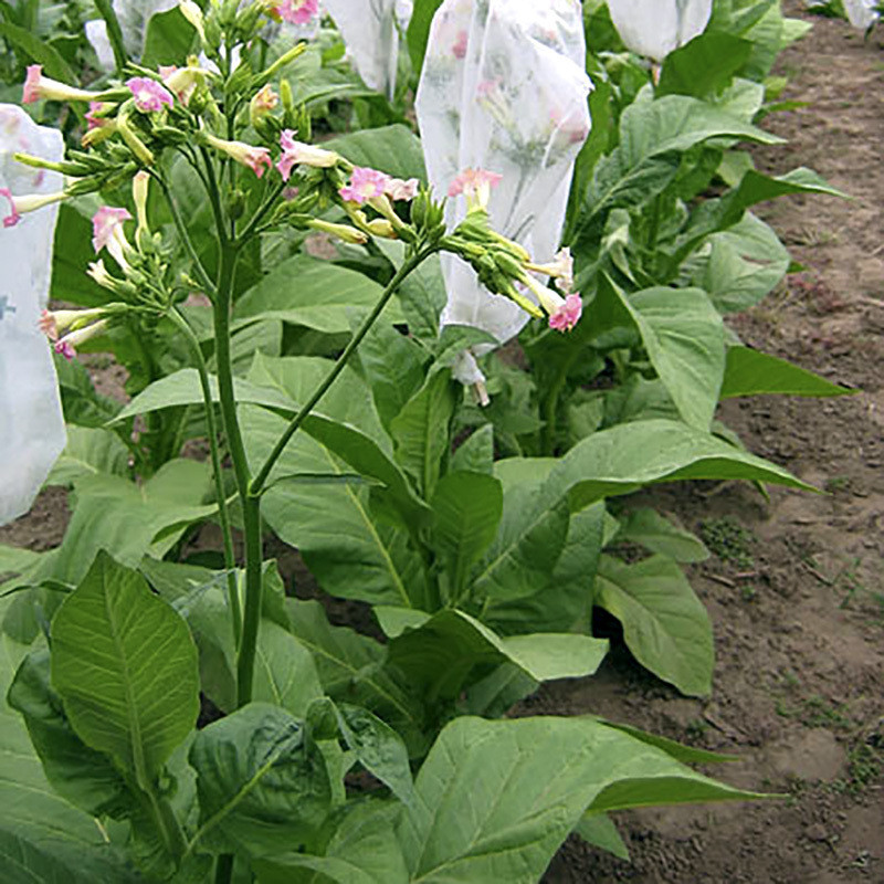 Tobacco seeds Greenwood - 100
