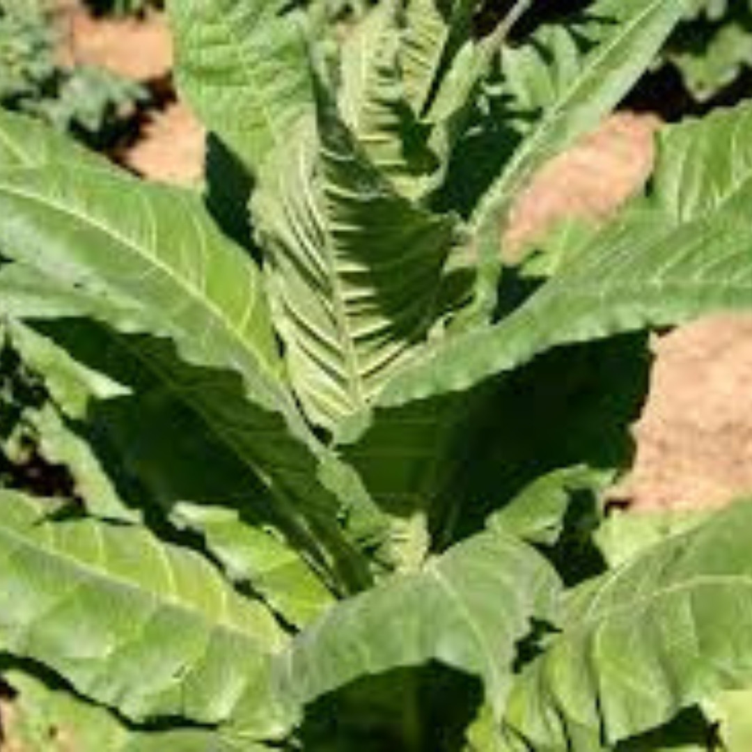Tobacco Seeds Serebryanka - 100