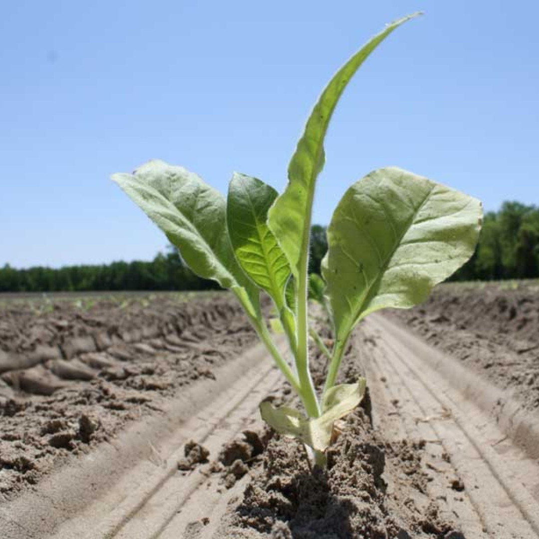 Tobacco Seeds Serebryanka - 100