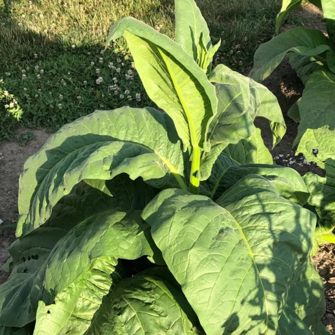 Tobacco Seeds Serebryanka - 100
